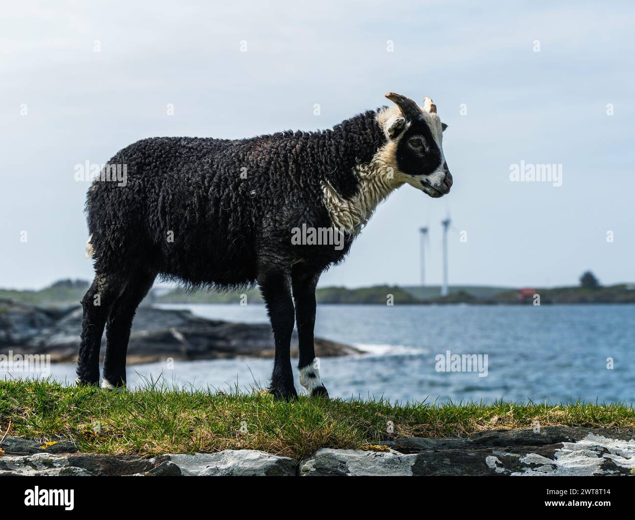 Wildschafe aus Haraldshaugen, HAUGESUND, NORWEGEN, Europa Stockfoto