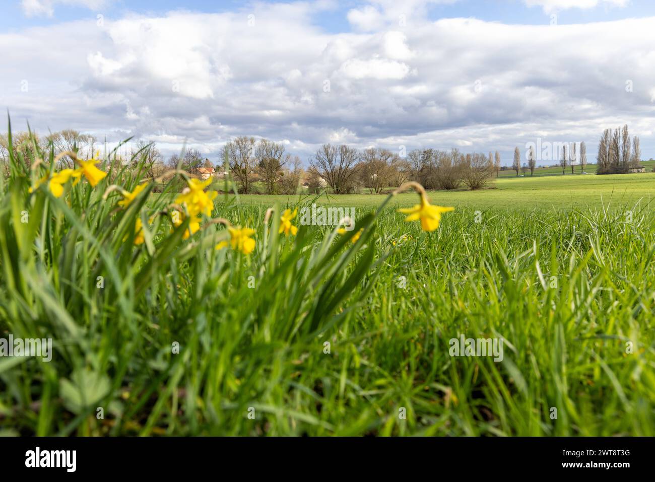 Frühling in Hessen gelbe Narzissen blühen auf einer Wiese bei einem Wechsel von Sonne und Wolken., Bad Homburg Hessen Deutschland *** Frühling in Hessen gelbe Narzissen blühen auf einer Wiese mit Sonnenwechsel und Wolken , Bad Homburg Hessen Deutschland Stockfoto