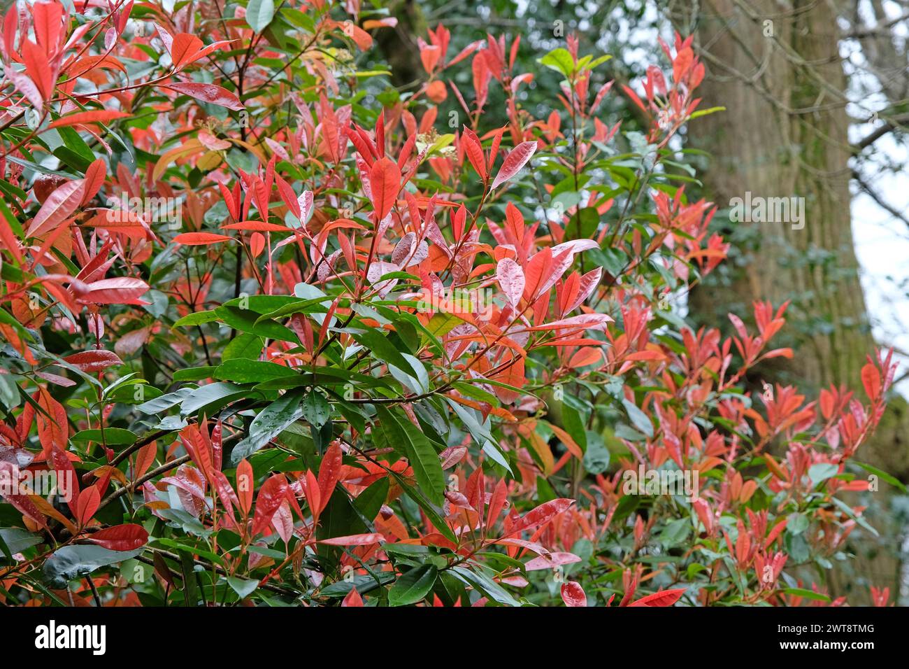 Die roten Blätter von Photinia fraseri Rotkehlchenbusch. Stockfoto