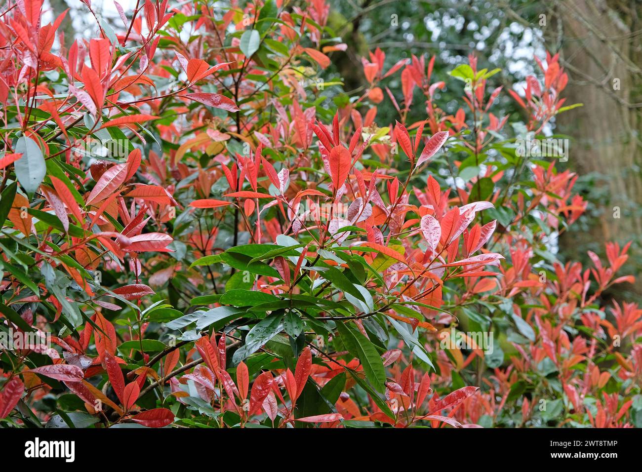 Die roten Blätter von Photinia fraseri Rotkehlchenbusch. Stockfoto