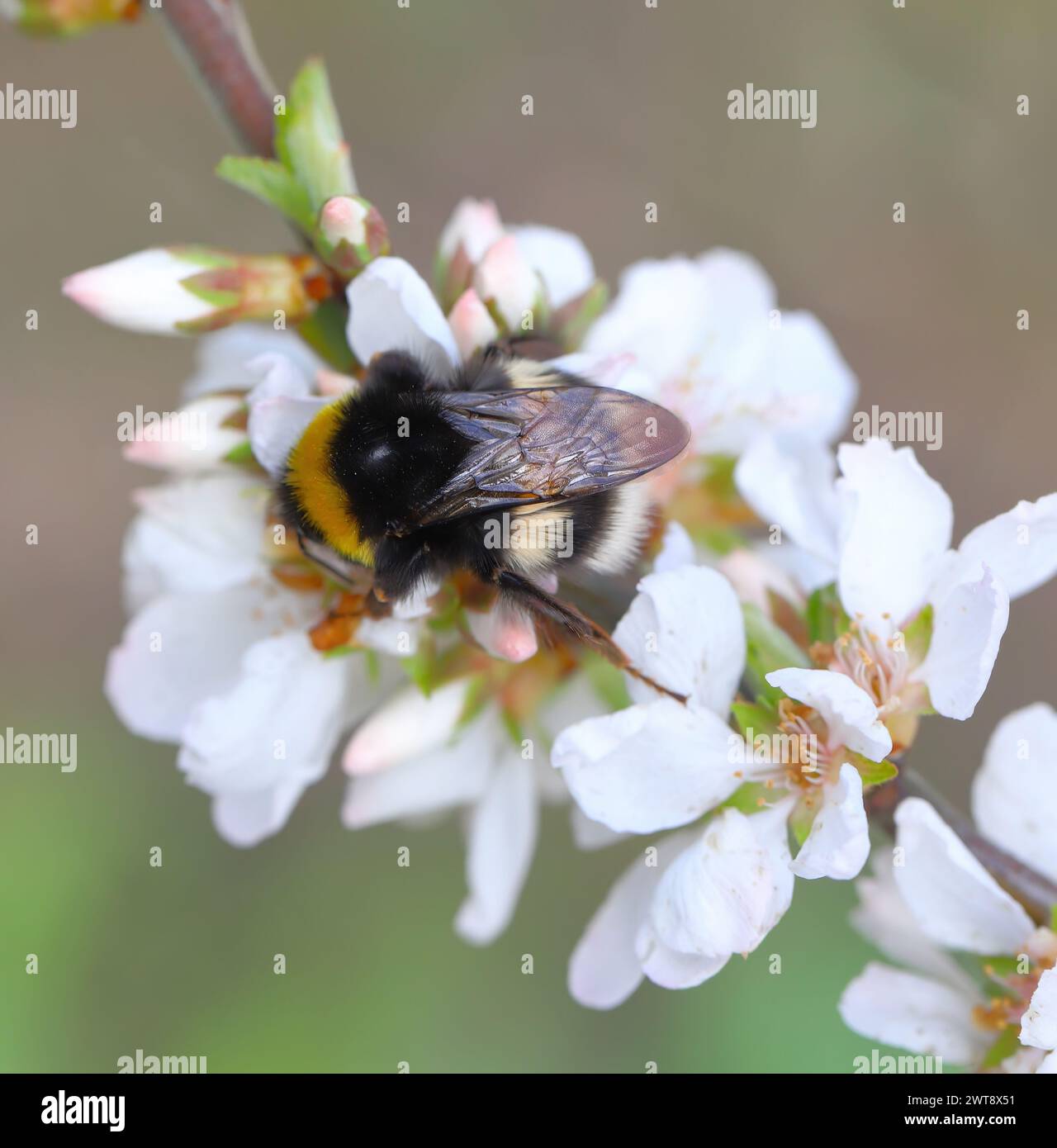 Hummel bestäubt Blumen im Obstgarten, Garten im Frühling. Stockfoto