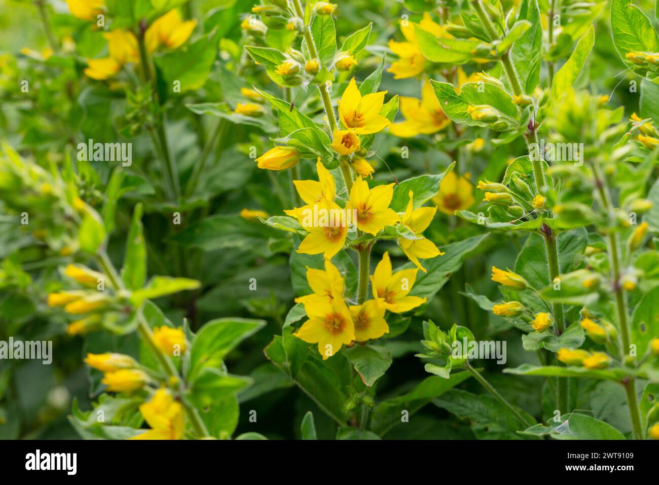 Lysimachia punctata Alexander blüht in einem Garten Stockfoto