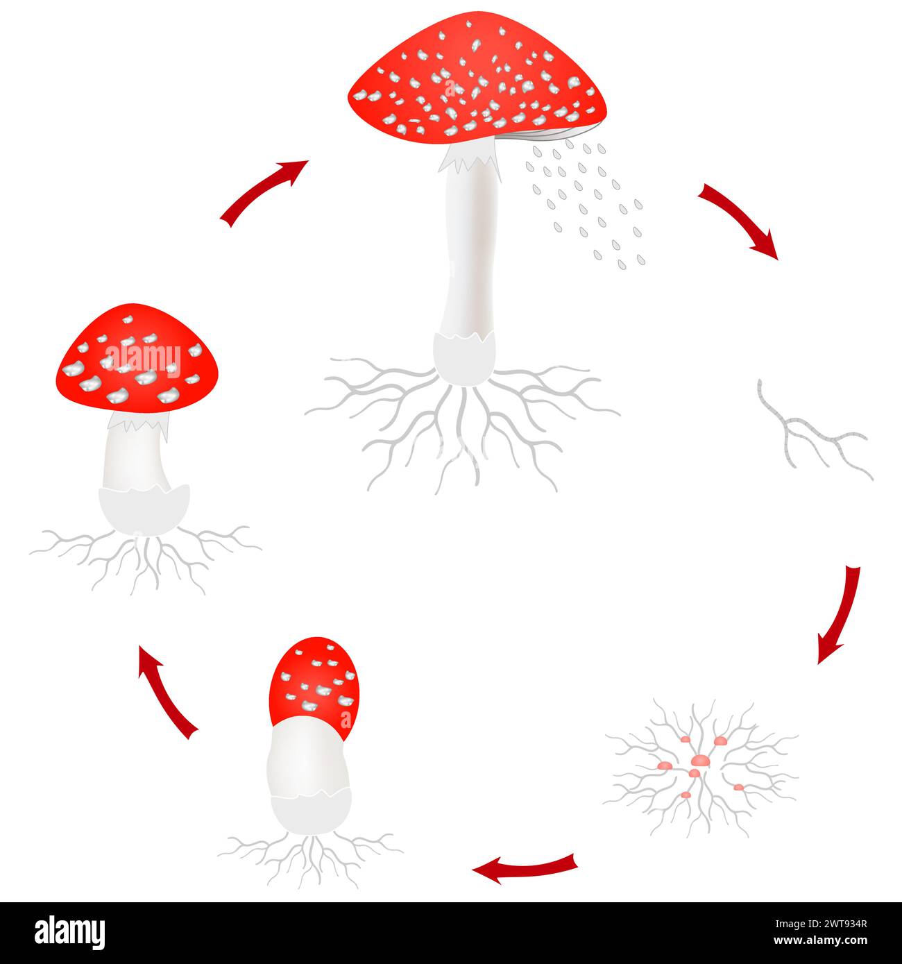 Amanita-Pilzwachstumszyklus isoliert auf weißem Hintergrund. Stock Vektor