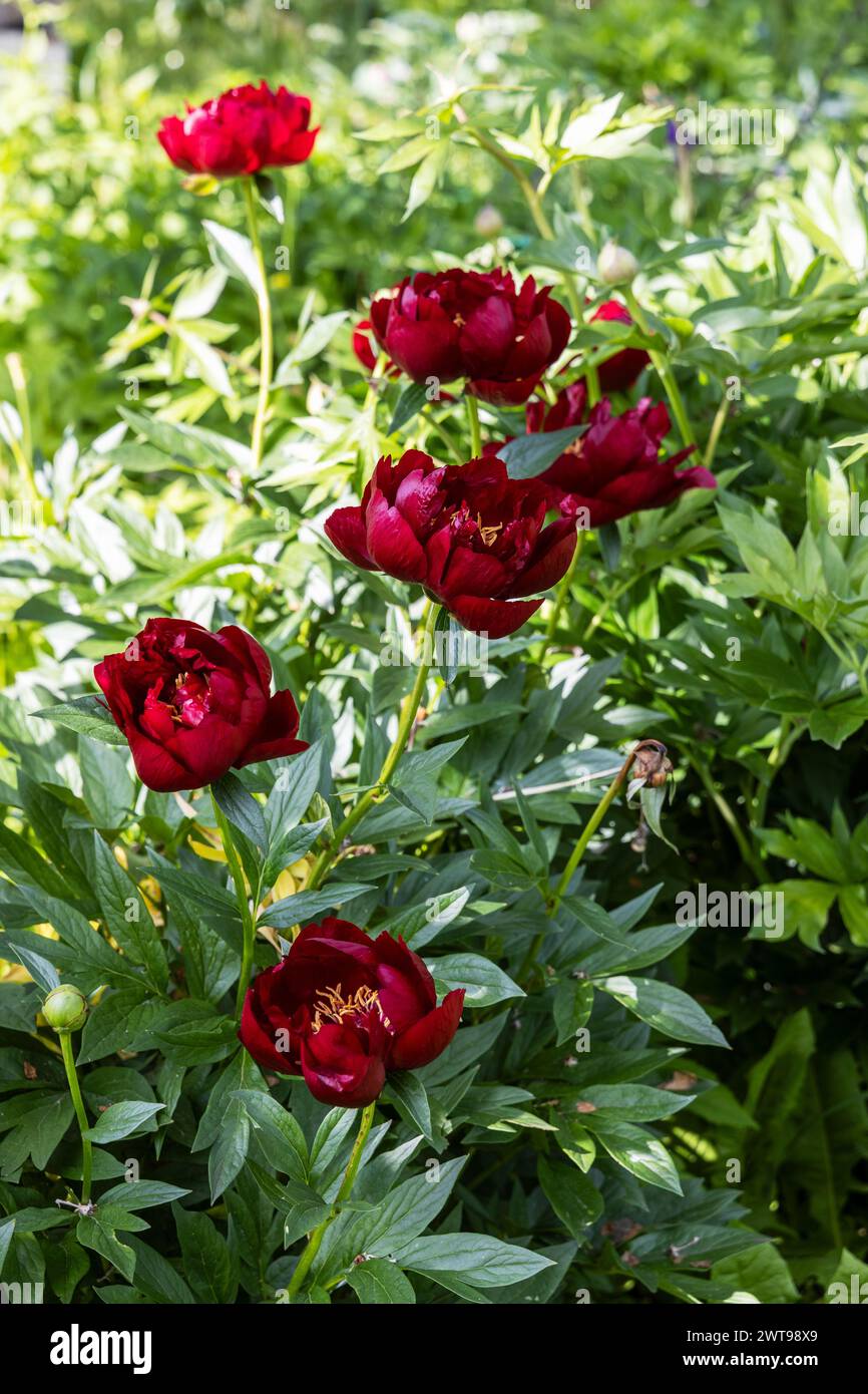 Paeonia Buckeye Belle blüht im Garten. Paeonia lactiflora Chinesische Pfingstrose oder gemeinsame GartenPfingstrose Stockfoto