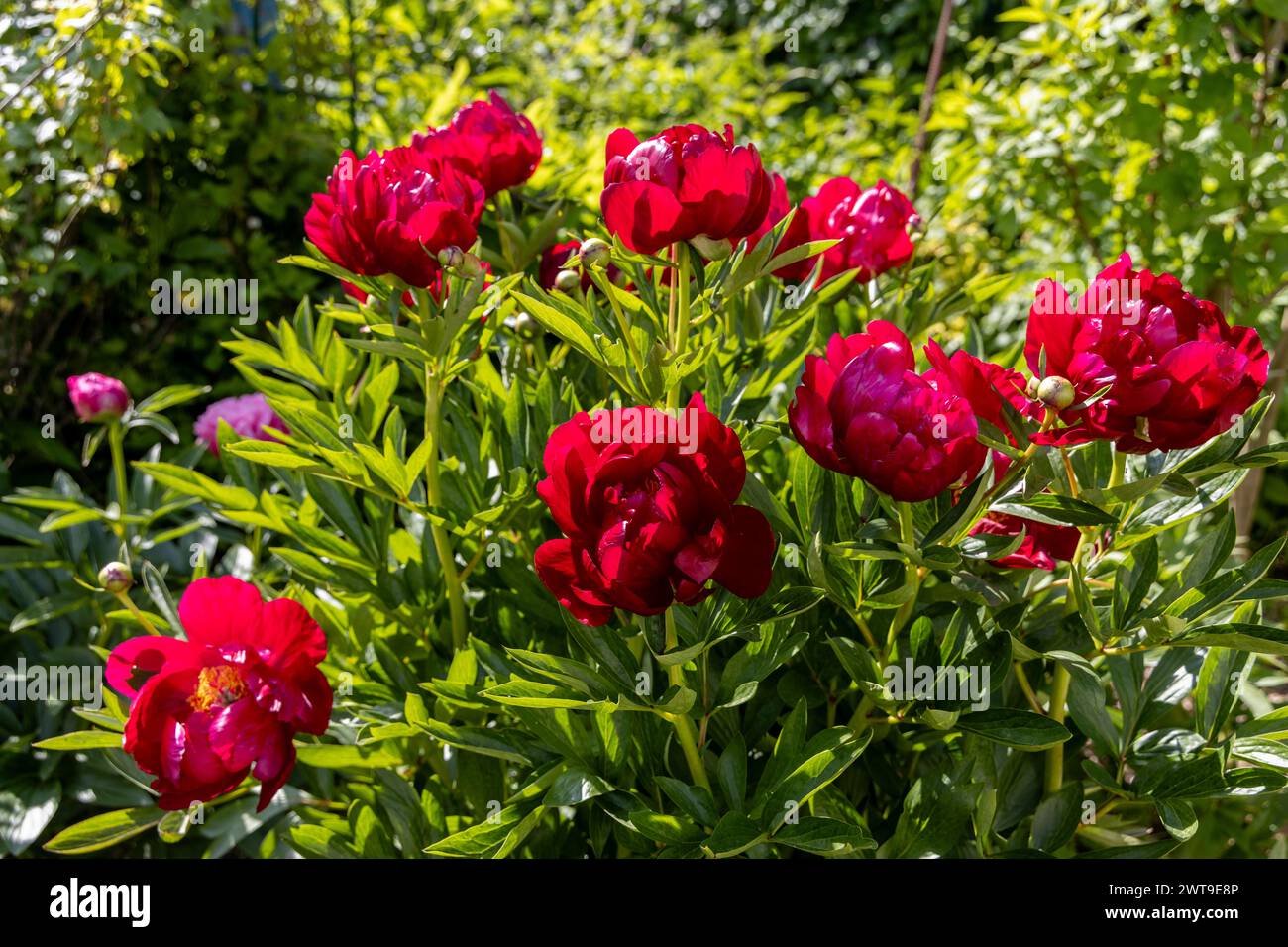 Krautige Pfingstrosen Chervonnyj Oksamit in Blüten. Rotpfingstrose osmitt Stockfoto