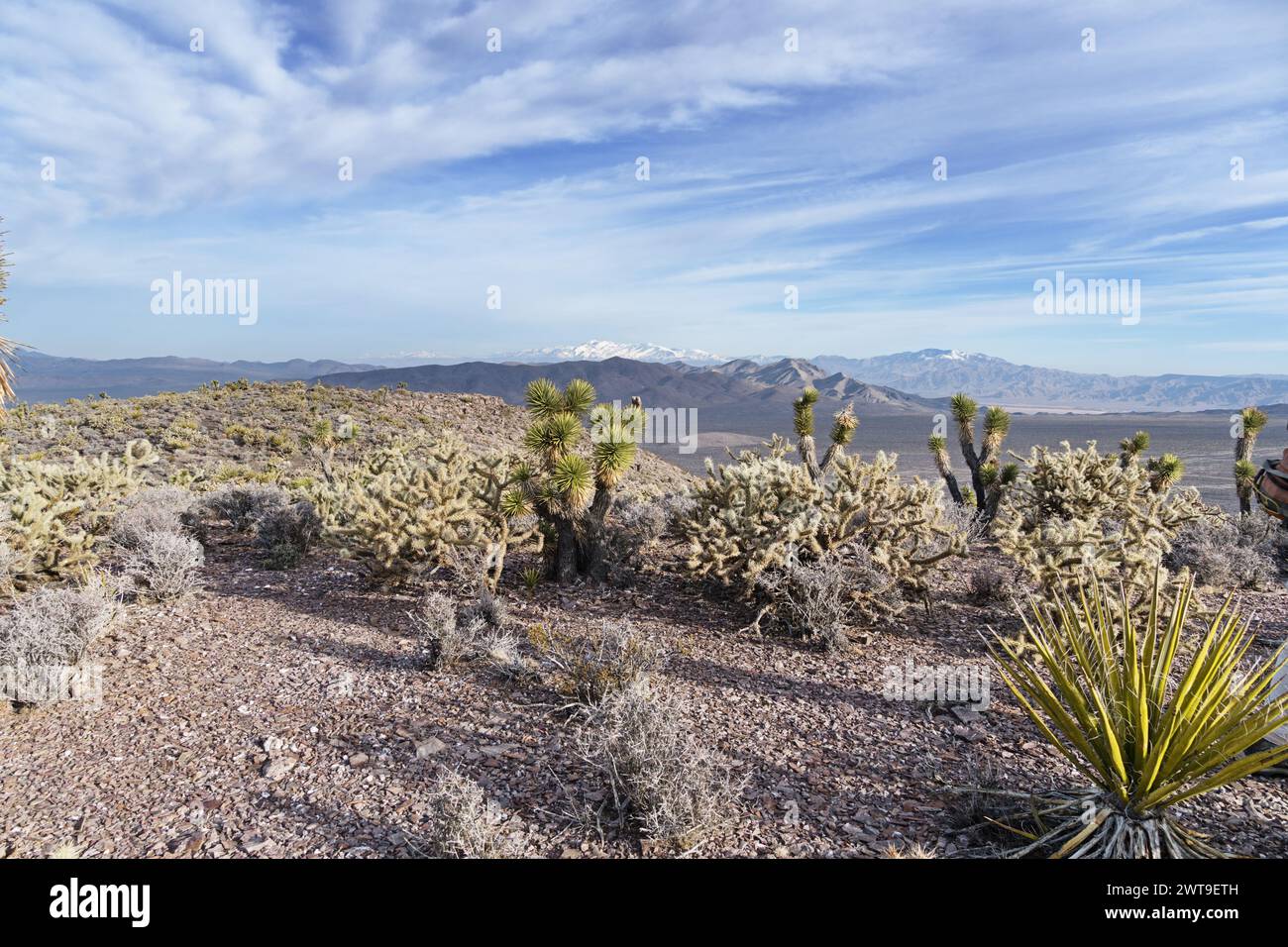 Kakteen- und Yukkenpflanzen in der Clark Range der Mojave-Wüste im Winter Stockfoto