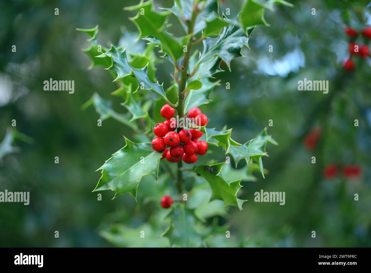stechpalmenstrauch (Ilex) mit stacheligen Blättern und roten Beeren. Stockfoto