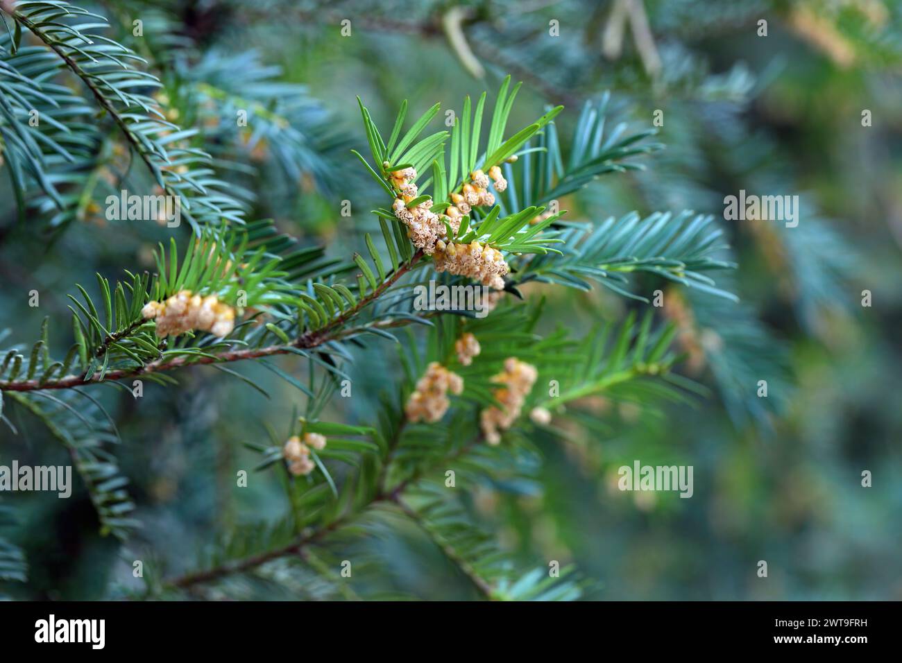 Gewöhnliche Eibe oder englische Eibe (Taxus baccata) in Blüte. Stockfoto