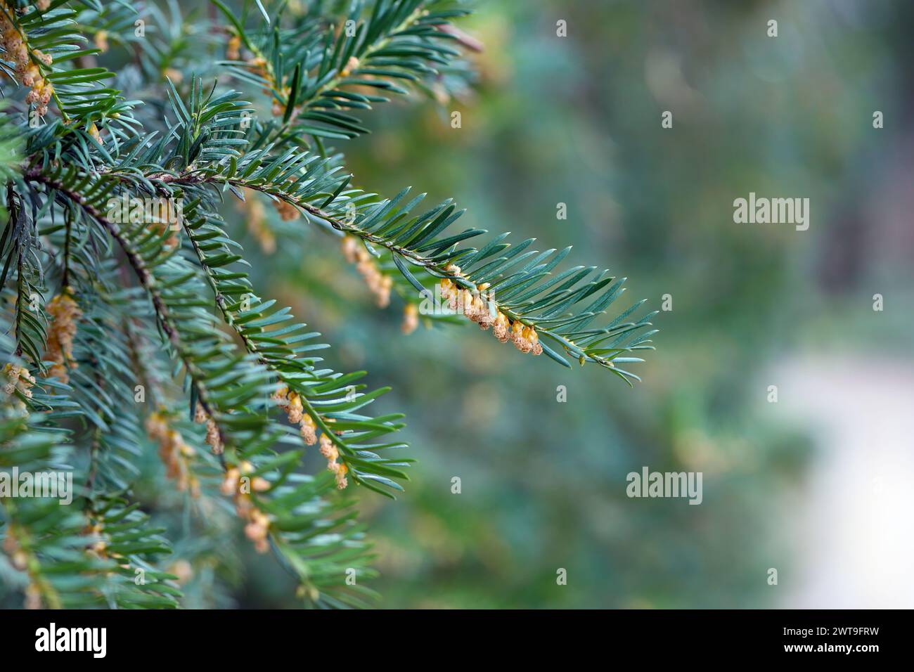 Gewöhnliche Eibe oder englische Eibe (Taxus baccata) in Blüte. Stockfoto