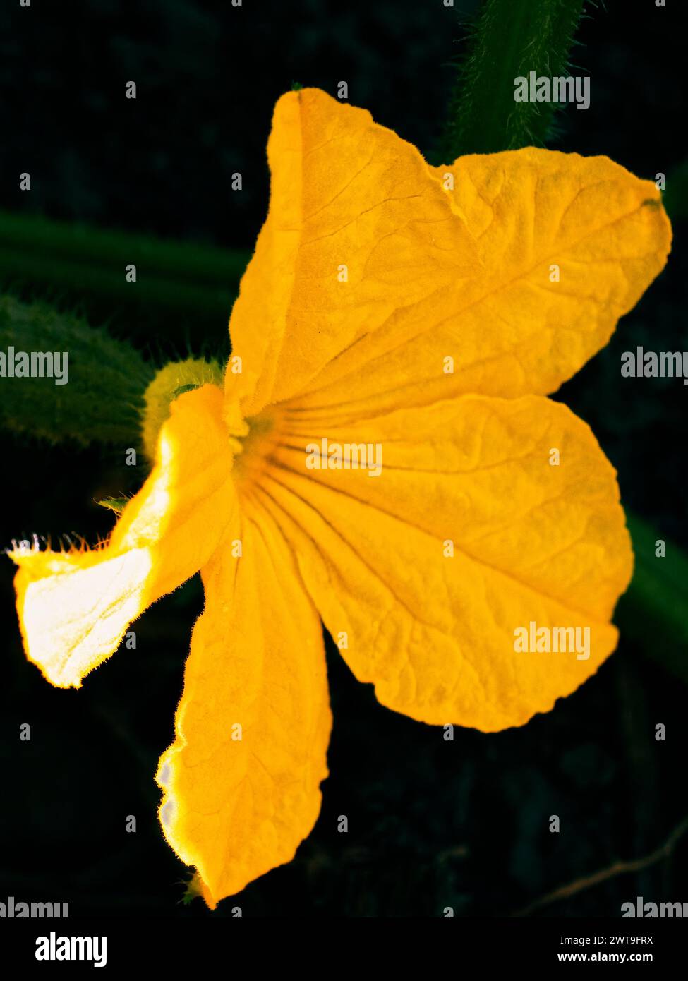 Eine hellgelbe Blume mit fünf Blütenblättern und einem grünen Stiel, hervorgehoben vor einem dunklen Hintergrund. Stockfoto