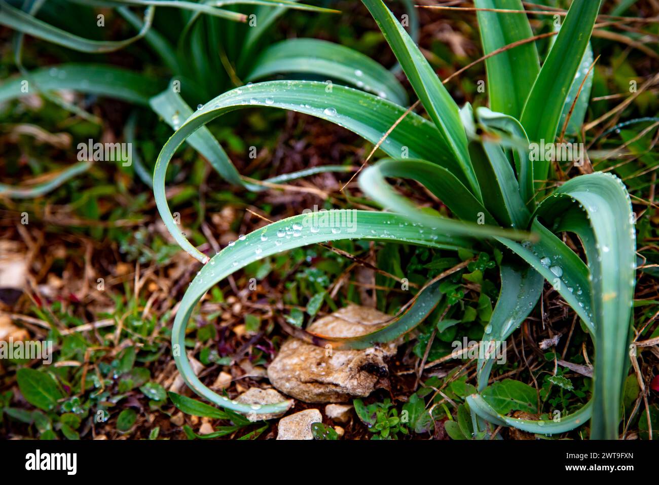 Eine Pflanze mit großen grünen Blättern und Wassertropfen, die in einem Steingarten wächst Stockfoto