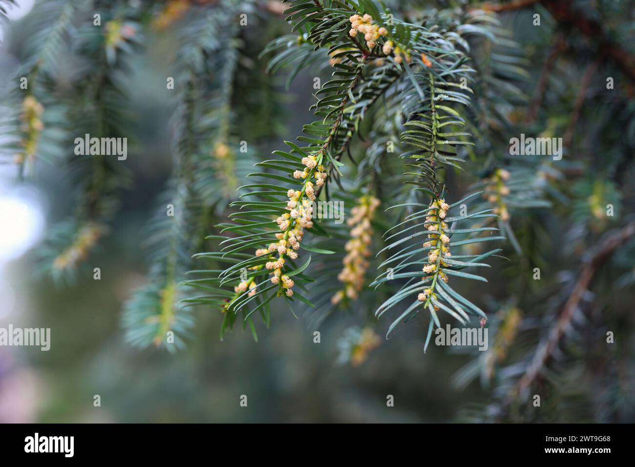 Gewöhnliche Eibe oder englische Eibe (Taxus baccata) in Blüte. Stockfoto