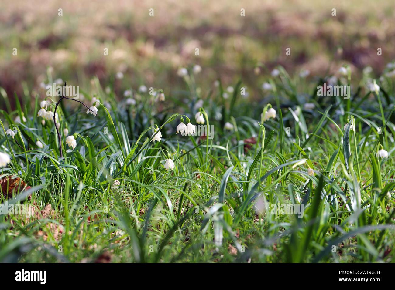 Frühlingsschneeflocke (Leucojum vernum), blüht. Stockfoto