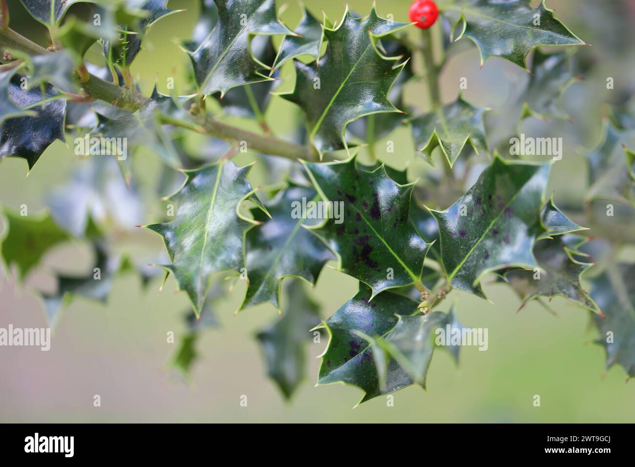 stechpalmenstrauch (Ilex) mit Pilzerkrankungen, dunkle Flecken auf den Blättern. Stockfoto