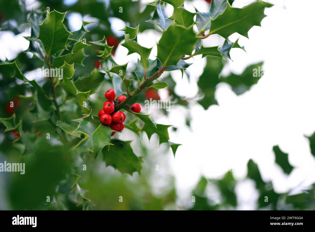 stechpalmenstrauch (Ilex) mit stacheligen Blättern und roten Beeren. Stockfoto