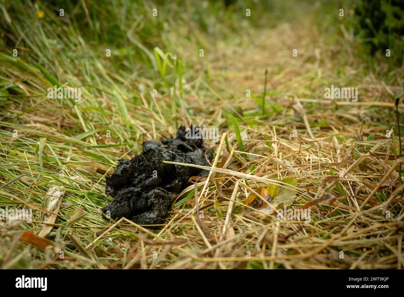 Fresh Bear Scat Entlang Des Trails In Redwood Stockfoto