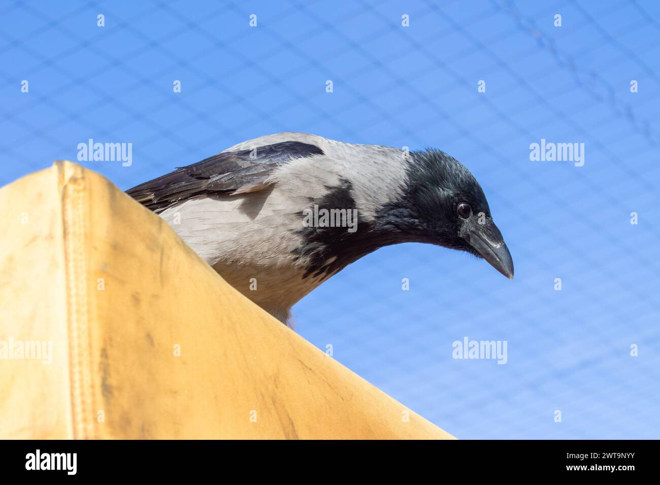 Nahaufnahme einer Krähe mit Kapuze, die am Sommertag auf einem Marktstand sitzt Stockfoto