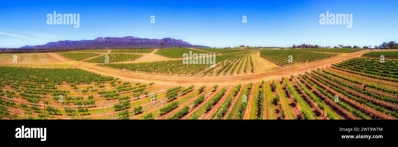 Breites Luftpanorama der Hunter Valley Vineyards in der Nähe von Pokolbin. Stockfoto
