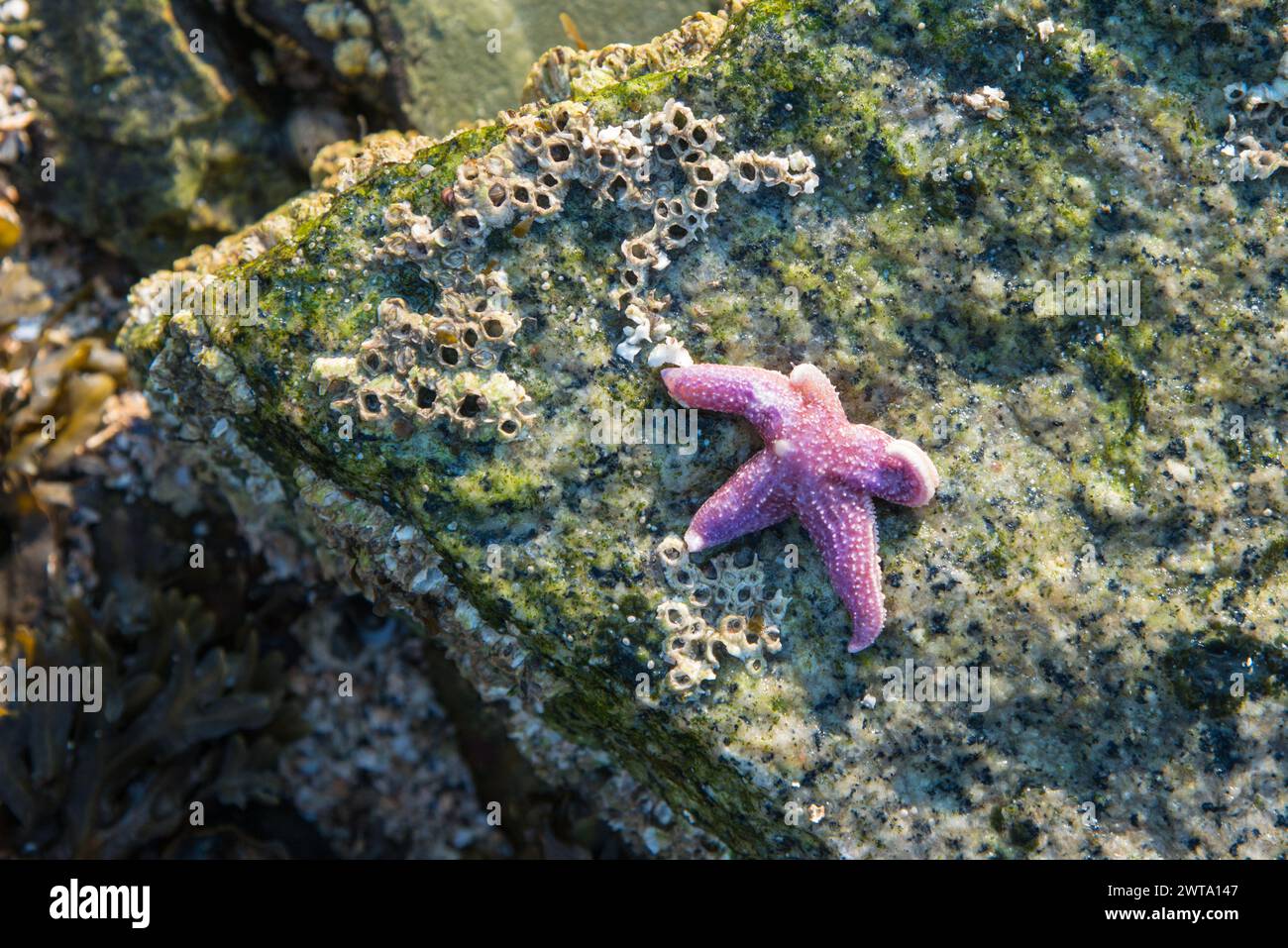 Common Sea Star oder Seestern, Maine, USA Stockfoto