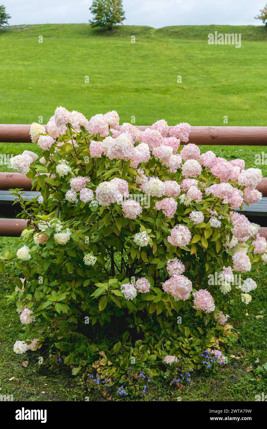 Hortensia paniculata Vanille Fraise auf einem Stamm Stockfoto