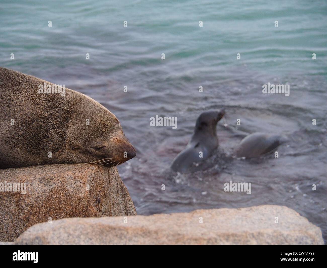 Australische Seehunde schläft friedlich auf einem Felsen, während Jungtiere im Hintergrund spielen Stockfoto
