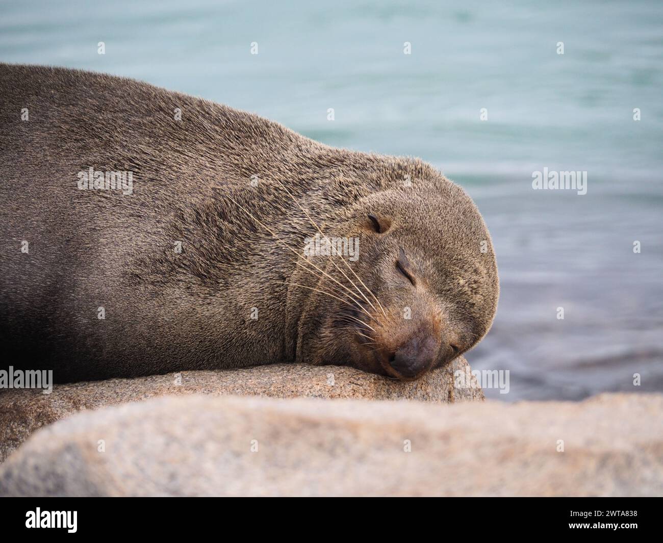 Australische Seehunde schläft friedlich auf einem Felsen Stockfoto