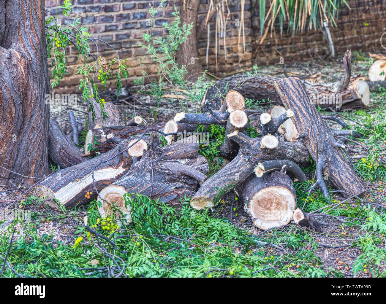 Bäume abschneiden, Äste schneiden und den Hof reinigen, Abholzung illegaler Holzschnitt Stockfoto