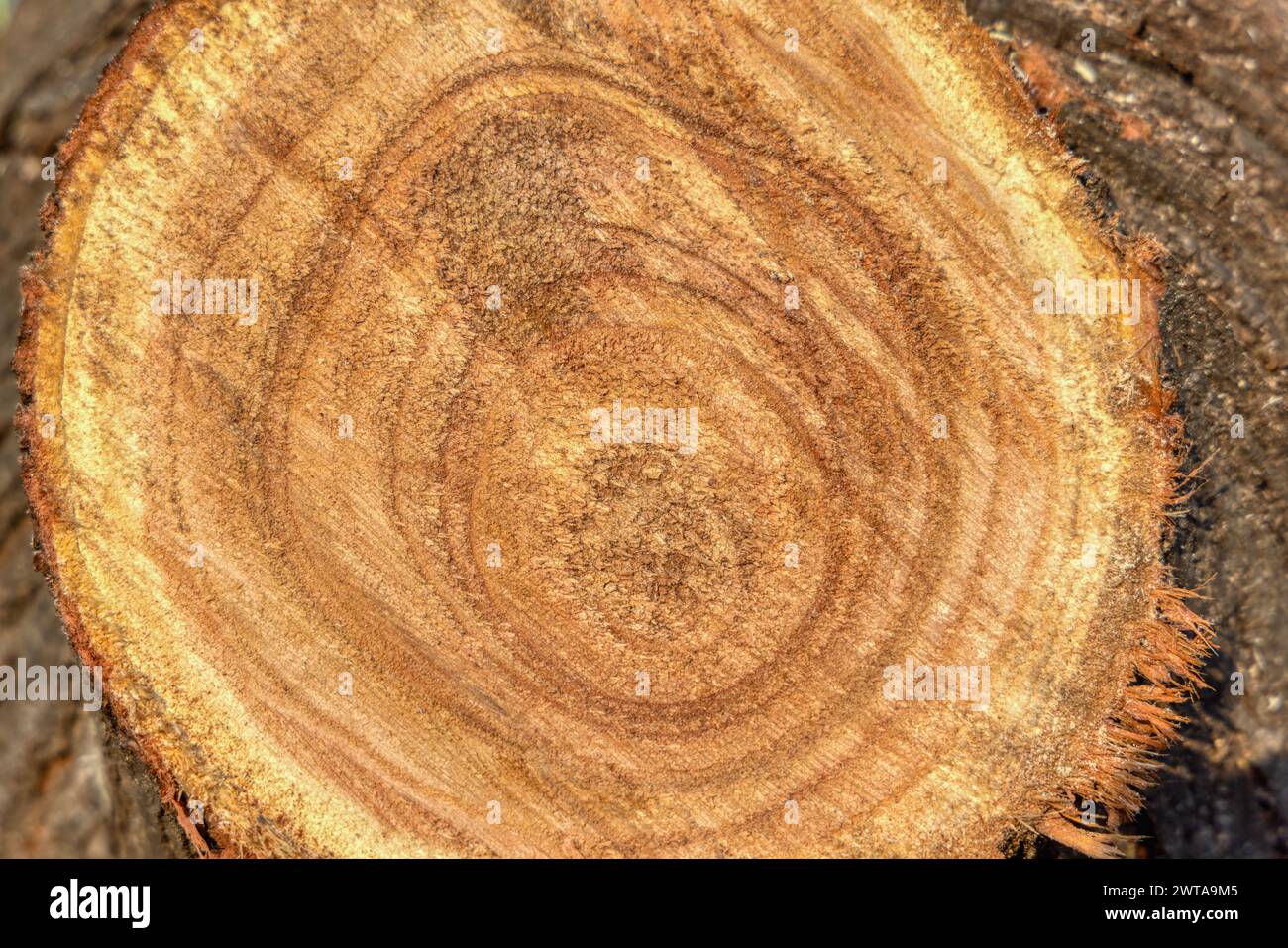 Querschnitt am Hartholzstamm, Textur für Designelemente, Alter der Bäume mit den Wachstumsringen bestimmen Stockfoto