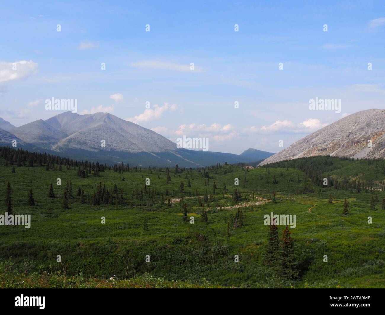 Ein atemberaubender Blick auf die Northern Rocky Mountains in BC, Kanada, mit grünen Wiesen, üppigen Nadelbäumen und hoch aufragenden felsigen Gipfeln Stockfoto