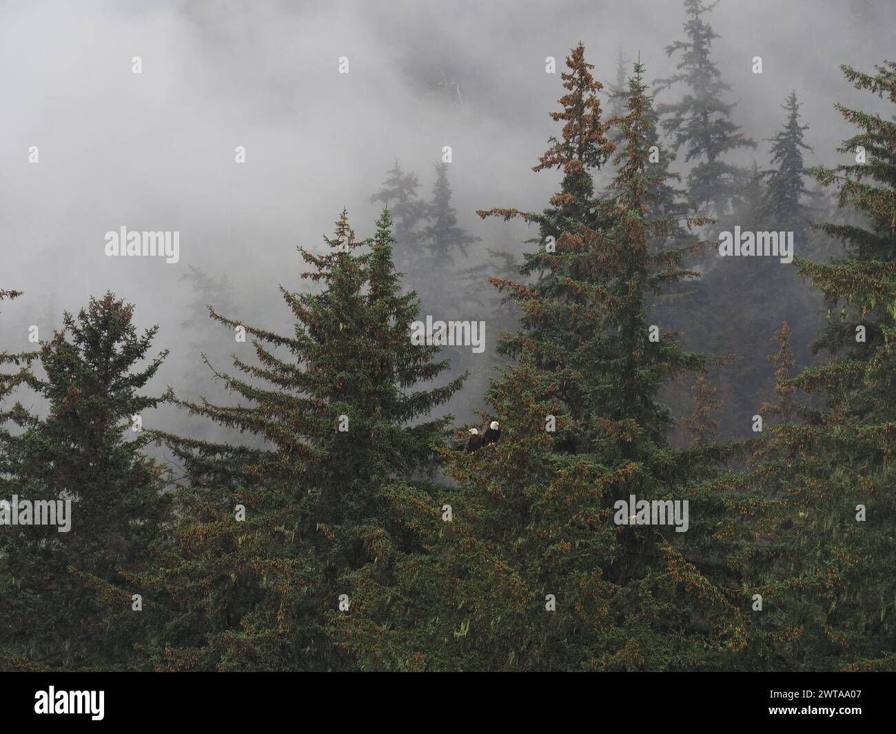 Immergrüne Bäume, die in dichten Nebel gehüllt sind, mit zwei Weißkopfseeadlern, die in der Nähe von Haines in Alaska thronen Stockfoto