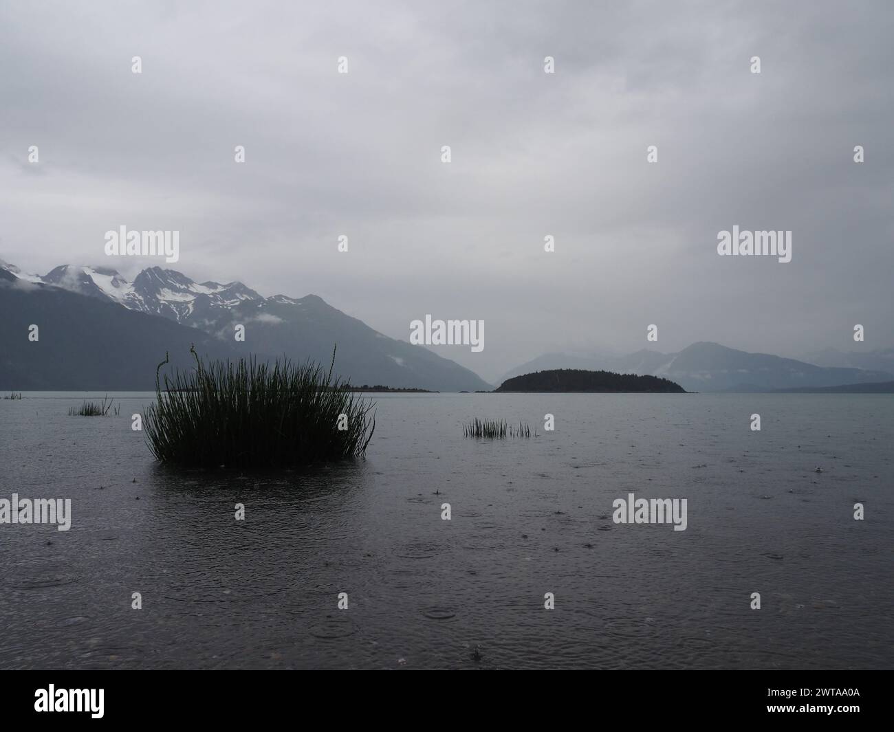 Haines, Alaska, fängt ruhiges Wasser mit aquatischem Schilf im Vordergrund, einer fernen Insel in der Mitte des Bodens und nebelbedeckten, schneebedeckten Bergen ein Stockfoto