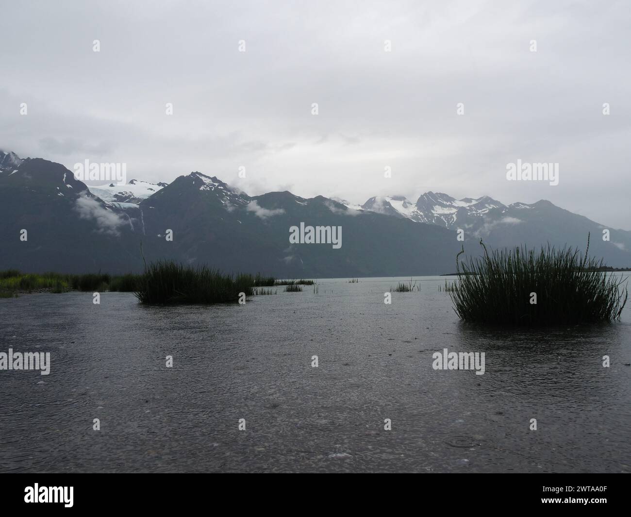 Haines, Alaska, bietet ein ruhiges Wasser mit Wasserpflanzen vor dem Hintergrund majestätischer, nebelbedeckter, schneebedeckter Berge Stockfoto