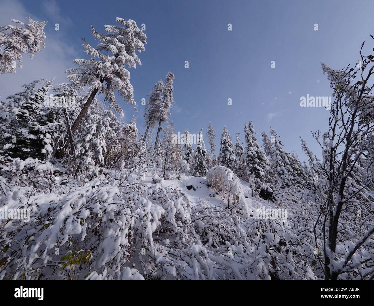 Niedriger Winkel von schneebedeckten Bäumen auf einem Berg im Winter, Kanada Stockfoto