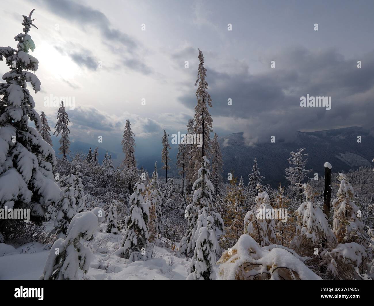 Schneebedeckte Bäume auf einem Berg mit Blick auf den Kootenay Lake Stockfoto
