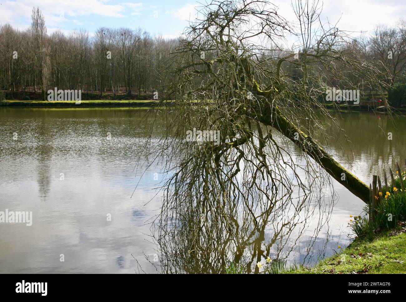 Leben am Rande. Ein Baum über dem See, in den Gärten, im Flers Chateau, Normandie, Frankreich, Europa im Frühjahr 2024 Stockfoto