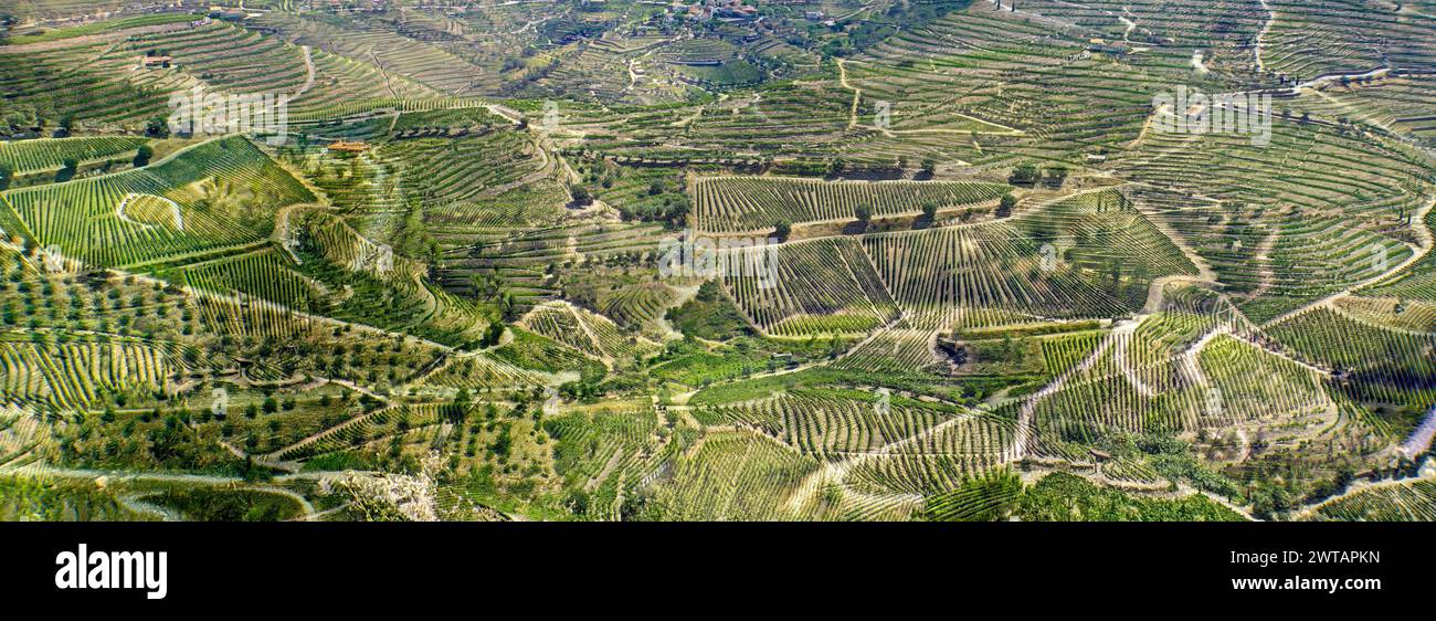 Vista aérea de um vinhedo em Trás-OS-Montes Stockfoto