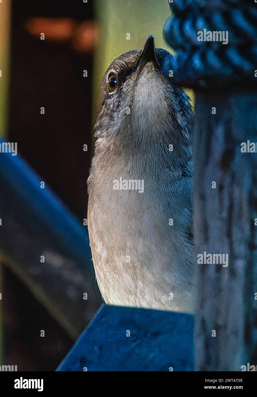 Nördliche Mockingbird in der Abendsonne Stockfoto
