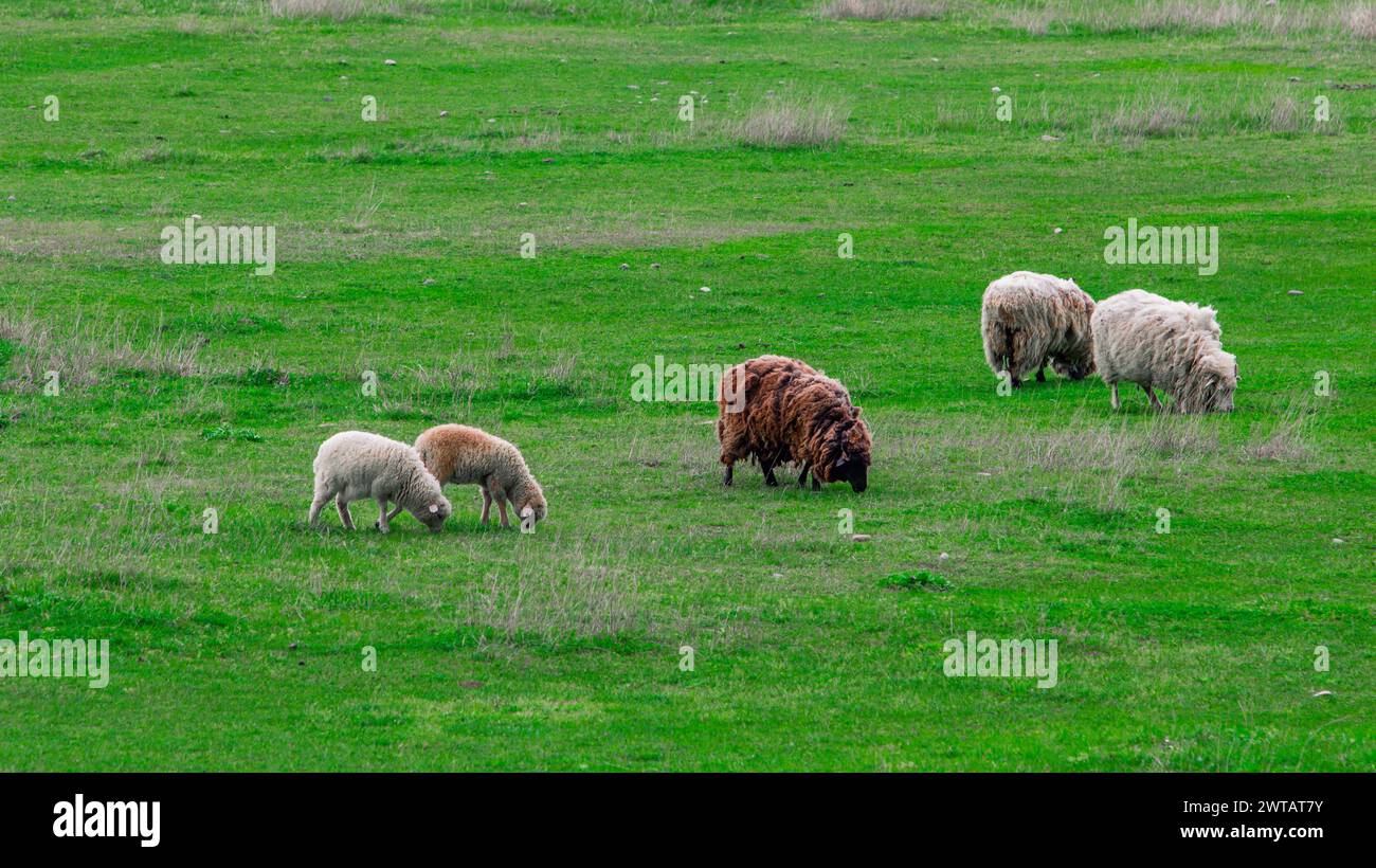 Schafherde auf einem grünen Feld Stockfoto