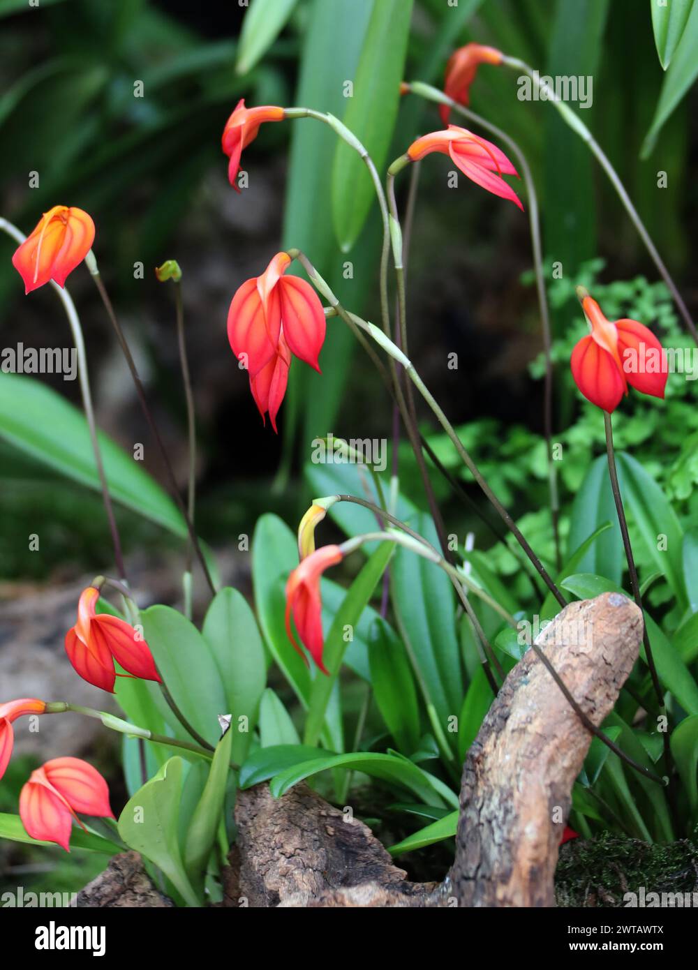 Rote und orangene Orchidee, Masdevallia ignoa, Orchidaceae. Masdevallia ignea ist eine in Kolumbien endemische Orchideenart. Stockfoto