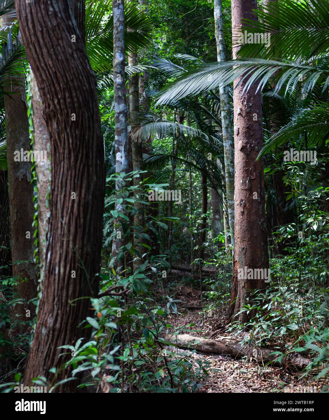 Pfad im Regenwald der Insel Penang. Wanderung in der Nähe der Stadt Batu Ferringhi in Malaysia. Stockfoto