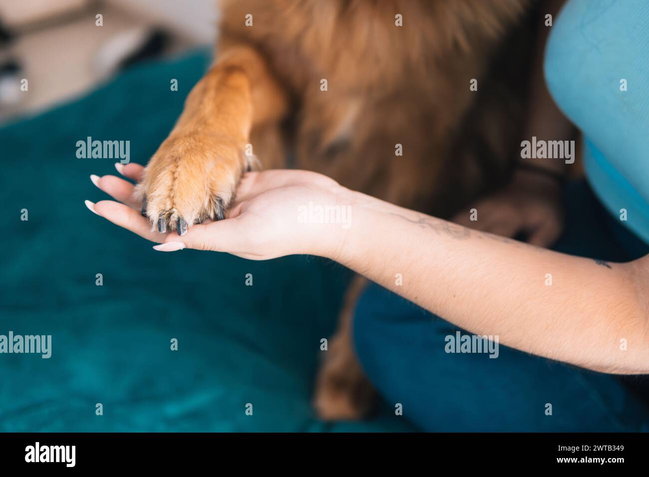 Nahaufnahme einer Mensch-Tier-Bindung, die die Hand einer Latina zeigt, die sanft die Klaue eines Hundes hält Stockfoto