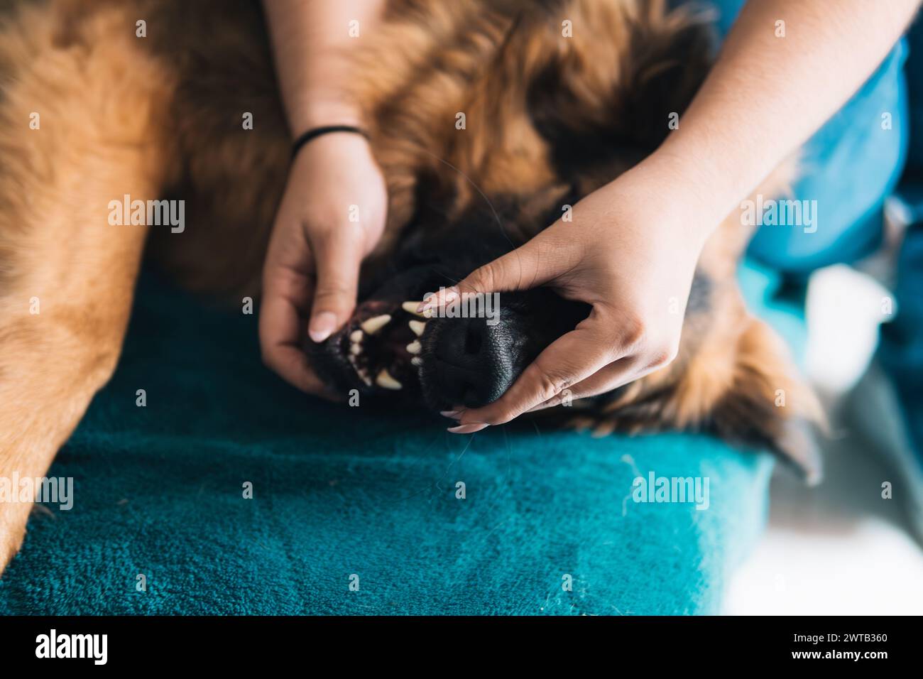 Nahaufnahme der Hände einer Latina, während sie die Pfoten ihres Hundes sorgfältig auf einer türkisfarbenen Decke pflegt Stockfoto