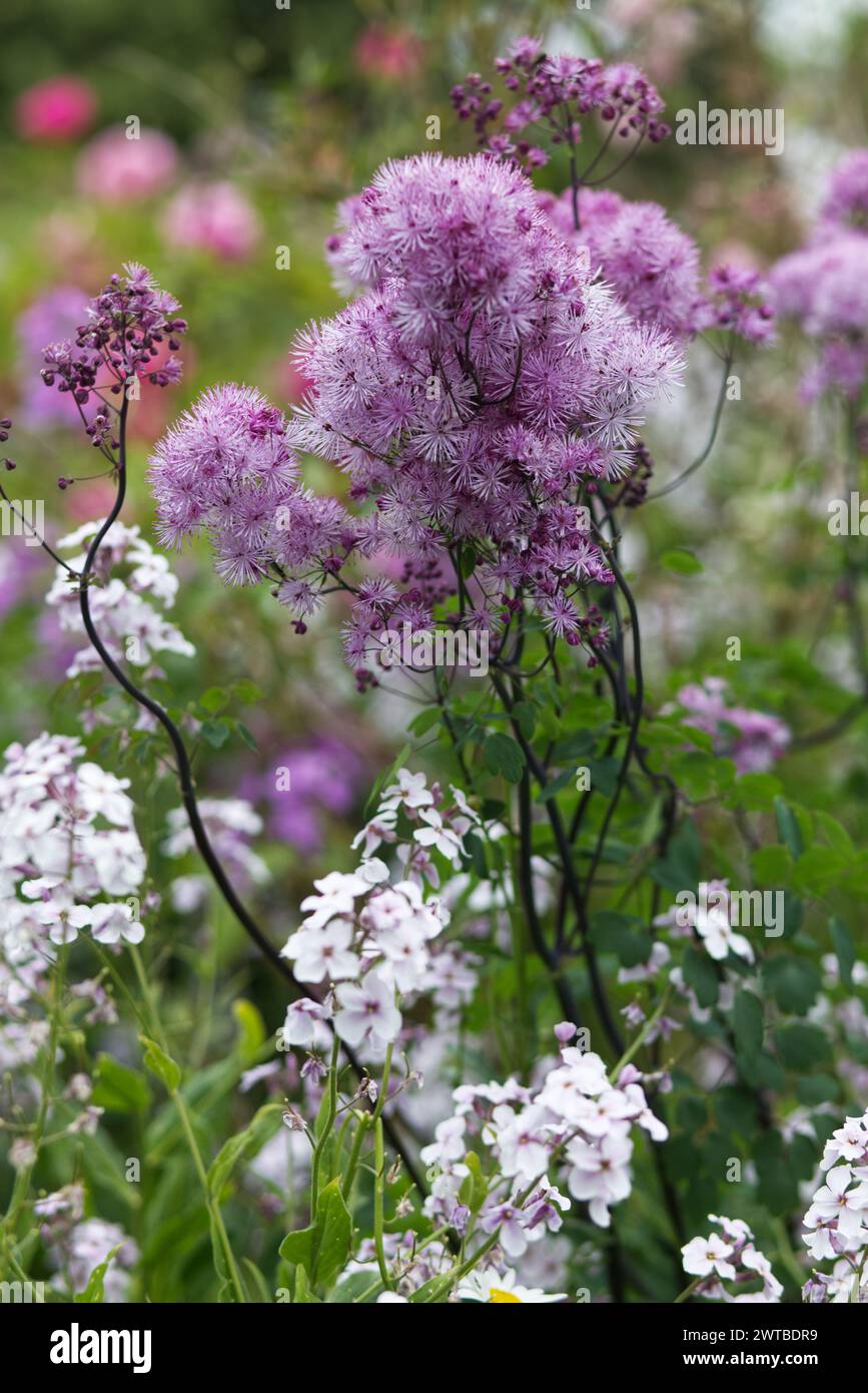 Thalictrum aquilegiifolium L Französische Wiesenrue Stockfoto
