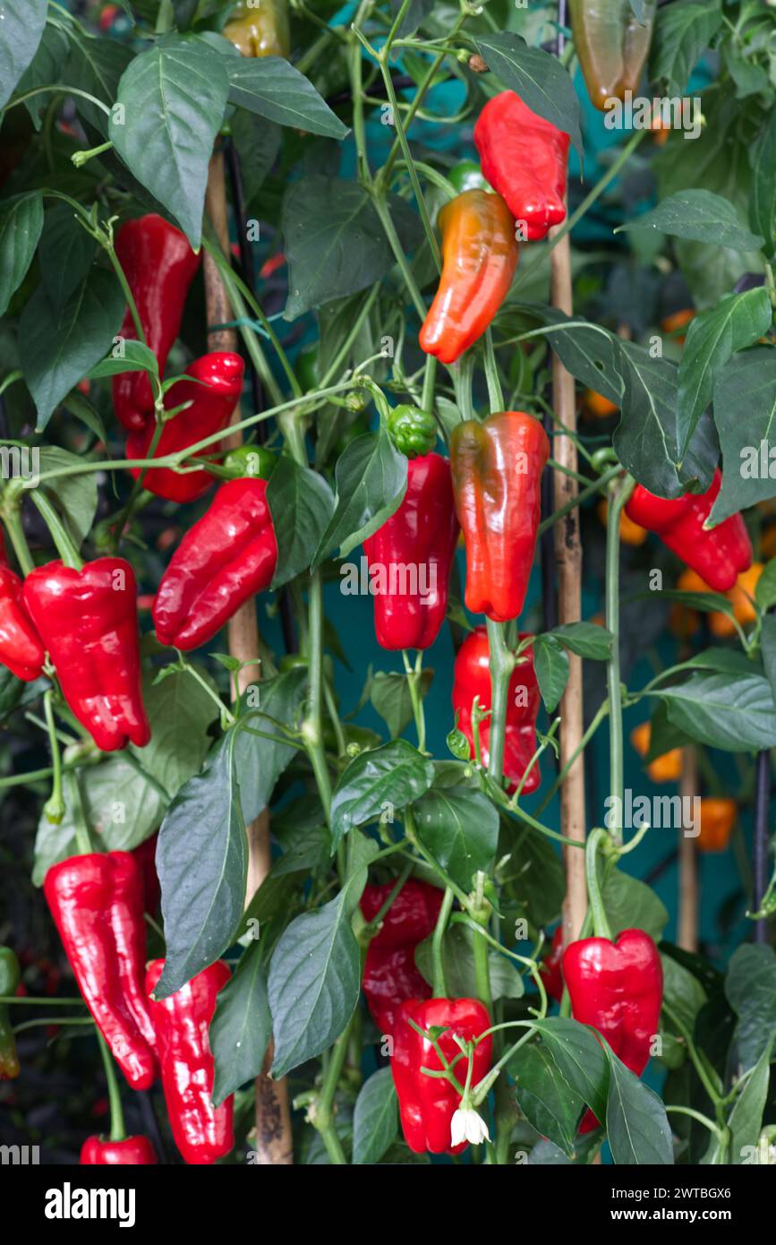 Pepper Red Padron Stockfoto