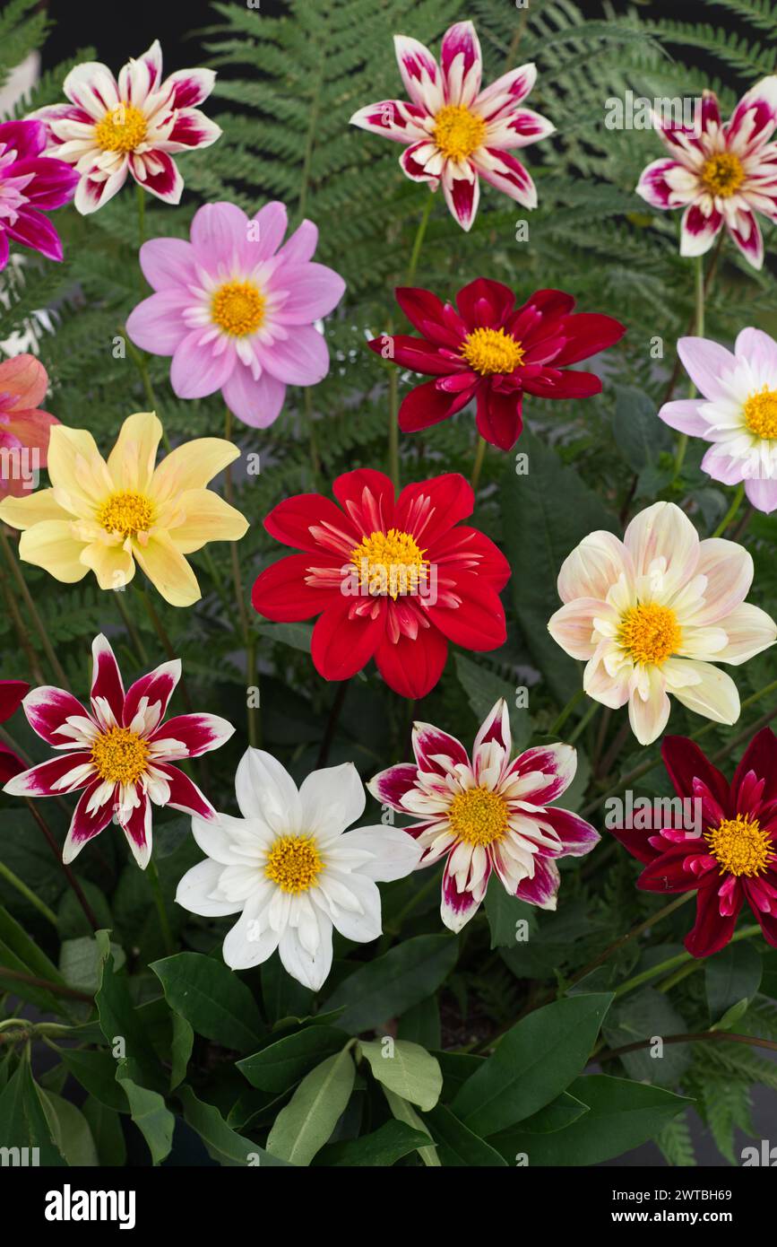 Dahlia pinnata, Cav Dahlia Stockfoto