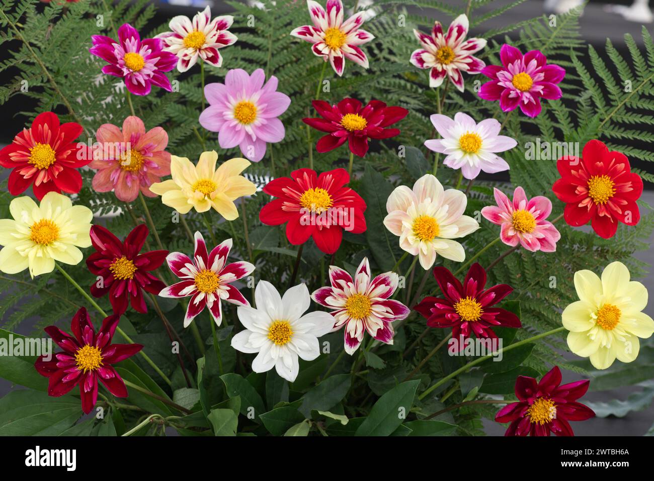 Dahlia pinnata, Cav Dahlia Stockfoto