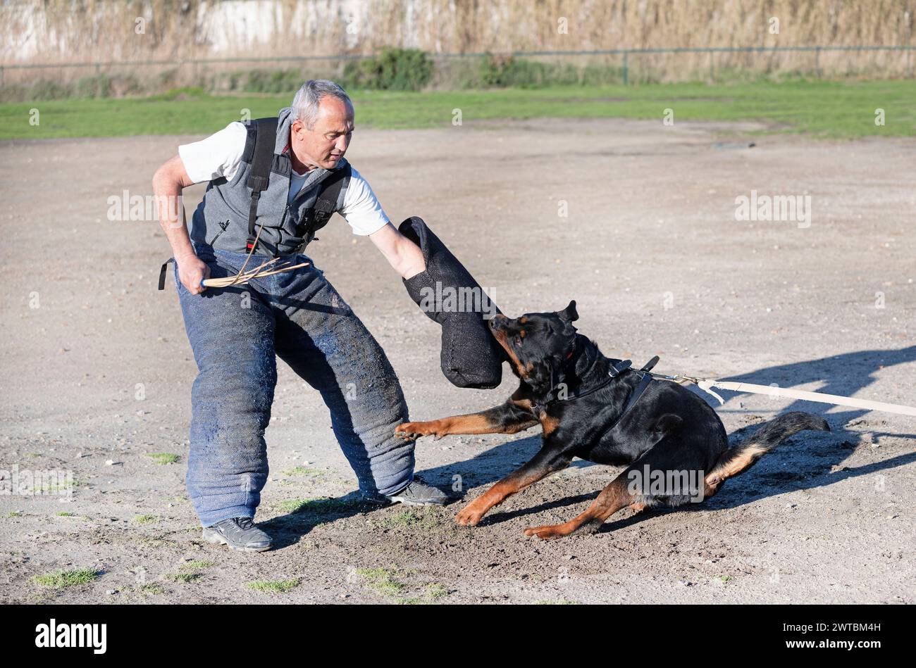 Junge Rottweiler Ausbildung für Schutzsport und Polizei Stockfoto