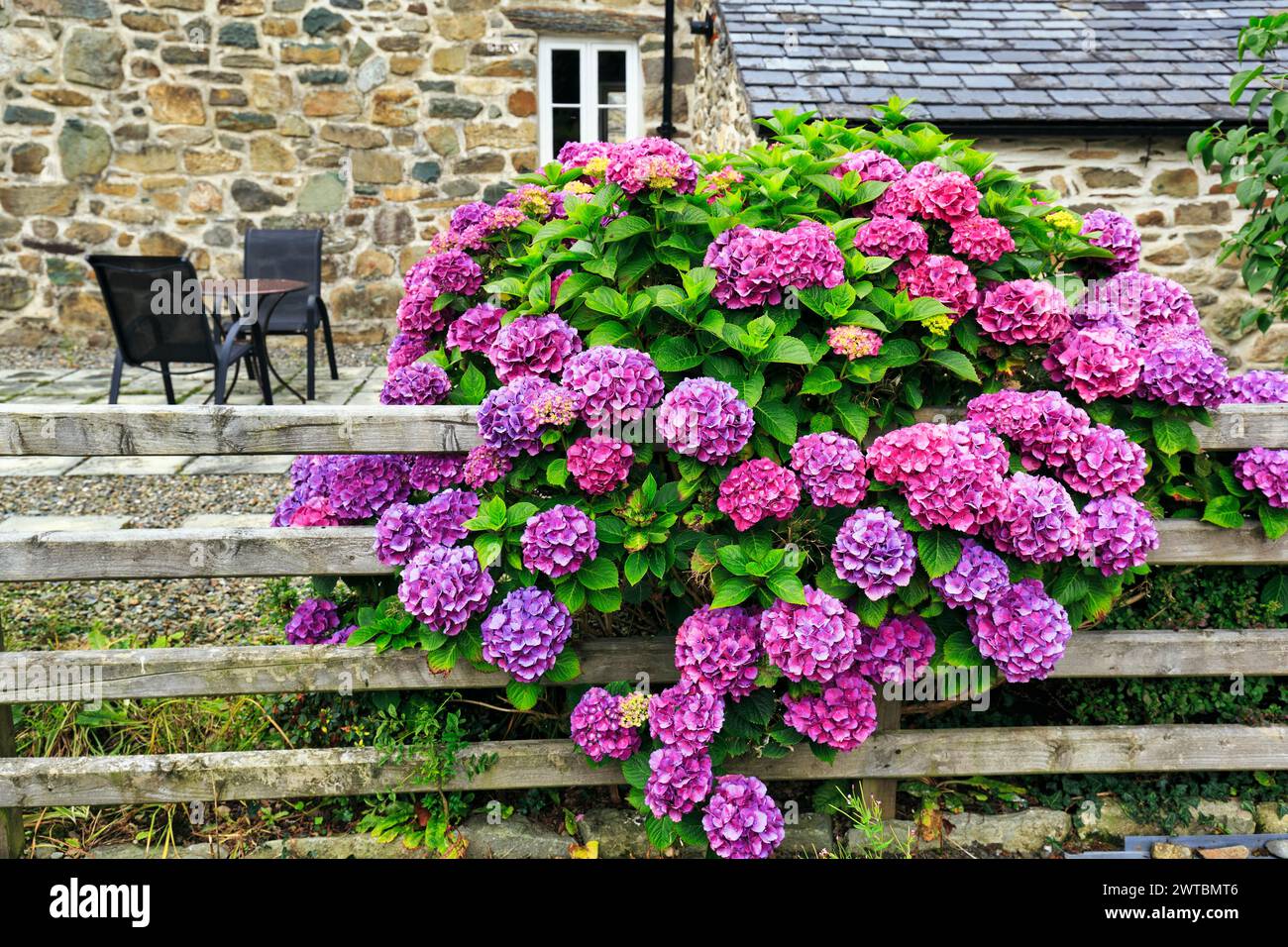 Hortensie in Blüte am Gartenzaun, Ferienhaus, typisches Ferienhaus im Sommer, Dolgellau, Gwynedd, Wales, Großbritannien Stockfoto
