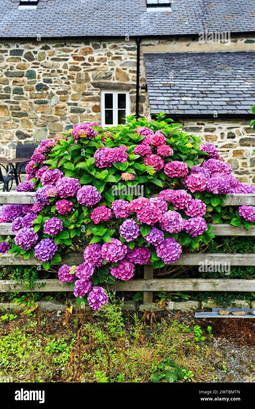 Hortensie in Blüte am Gartenzaun, Ferienhaus, typisches Ferienhaus im Sommer, Dolgellau, Gwynedd, Wales, Großbritannien Stockfoto