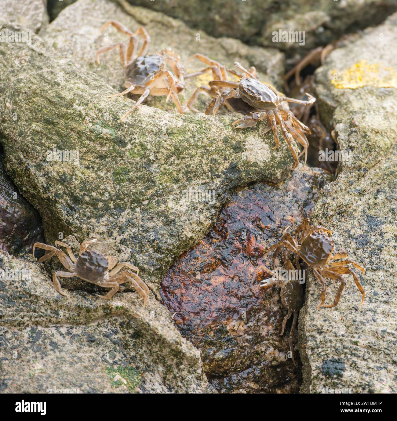 Viele chinesische Fäustkrabben (Eriocheir sinensis), invasive Arten, Neozoon, Krabben, Jungtiere bewegen sich und verstecken sich auf der Betonbank Stabilisierung, in der Stockfoto
